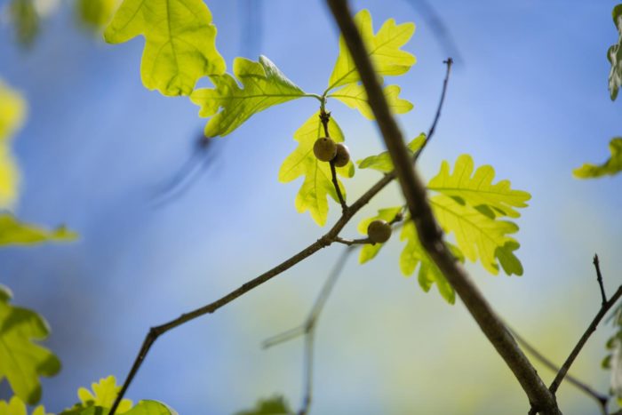 Civil War Plant Medicines DISARM Drug-Resistant Bacteria in Lab Tests