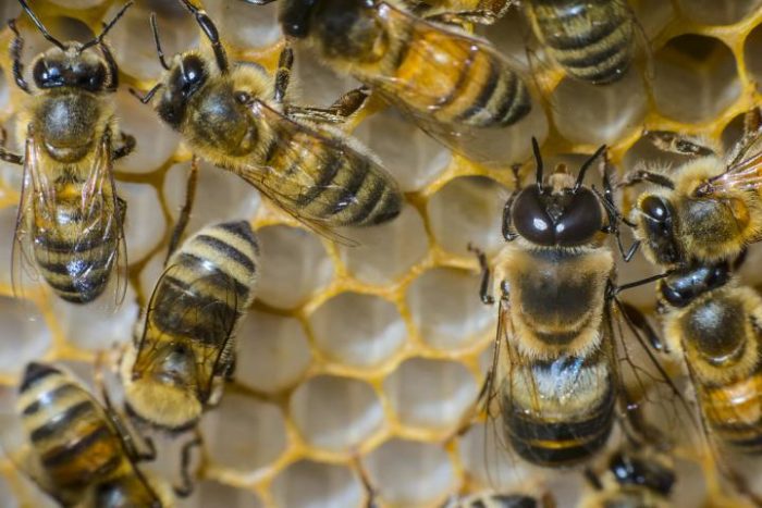 US beekeepers lost over 40% of colonies last year, highest winter losses ever recorded