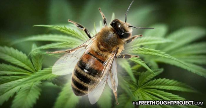 Study Shows Growing Hemp is a Powerful Tool to Fight Bee Population Decline
