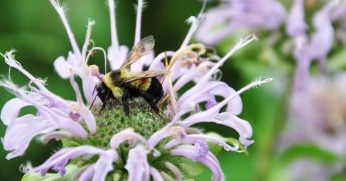 Minnesota to Pay Homeowners to Make Their Lawns Bee-Friendly