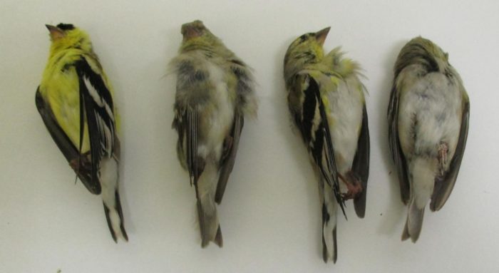 Songbirds Killed by Pesticides After California City Sprayed Trees