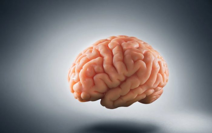 Neural Activity Observed In Mini Lab-Grown Brains By Scientists
