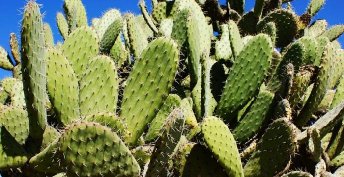 Mexican Scientist Discovers a Way to Turn Nopal Cactus Into Biodegradable Plastic