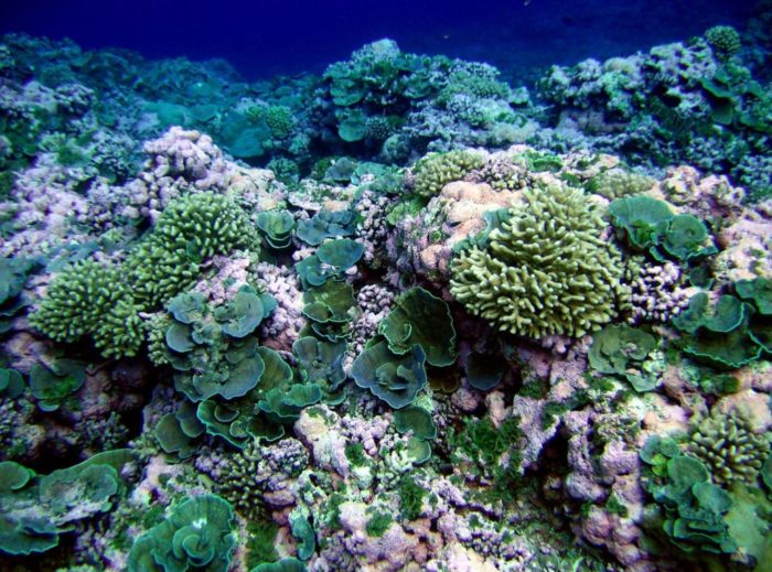 Biodiversity Helps Coral Reefs Thrive – And Could be Part of Strategies to Save Them