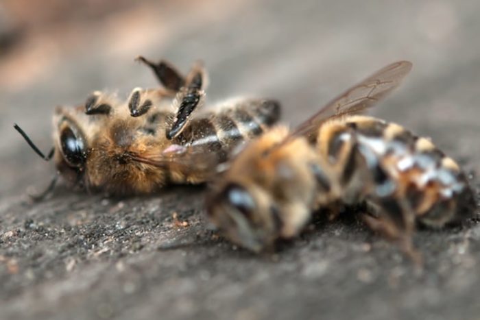 Pesticides Deliver a One-Two Punch to Honey Bees