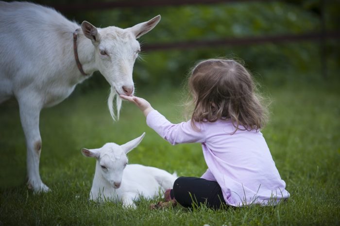 Goat Milk Formula Could Benefit Infant Gut Health: Study