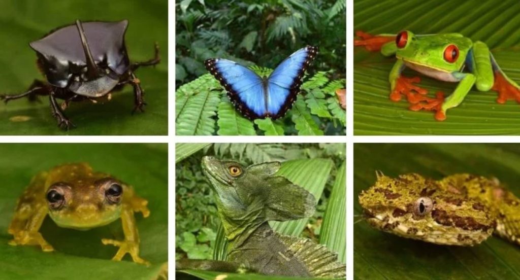 Dozens of “Extinct” Creatures Found Alive in “Lost City” Deep Within Rainforest Honduras-rainforest-TMU-1024x552