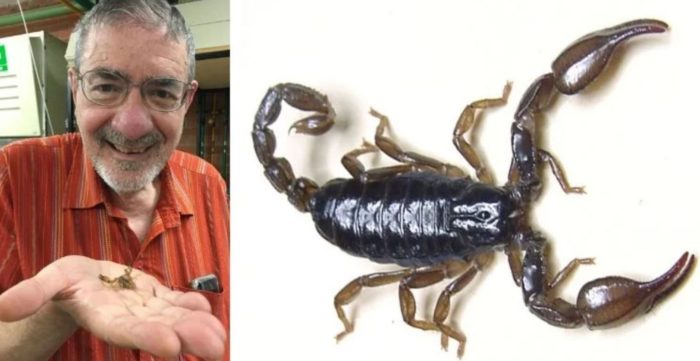 Scientists Just Discovered a Bunch of Medical Uses for Scorpion Venom