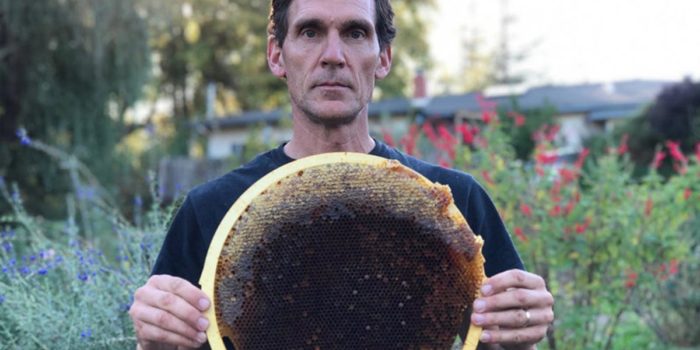 This Zen Beekeeper Is Returning Bee Hives To The Wild