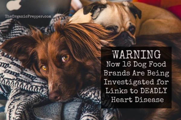 WARNING: 16 Premium Dog Food Brands Linked to Deadly Heart Disease