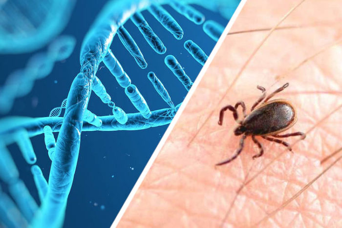 Lyme Disease: The CDC’s Greatest Coverup & What They Don’t Want You To Know