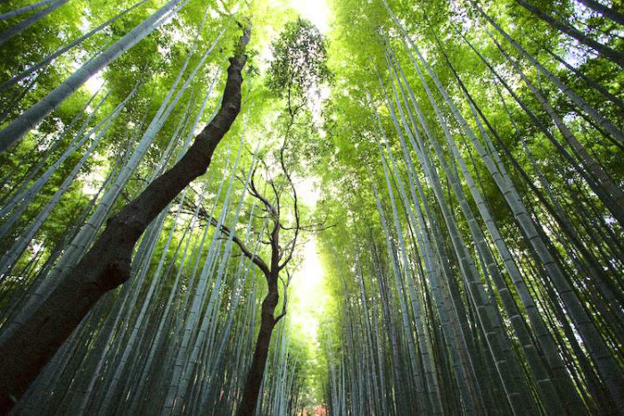 Trees Communicate With One Another Through The “Underground Web”