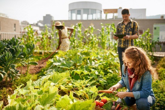 Urban and Home Gardens Could Help Curb Food Insecurity, Health Problems