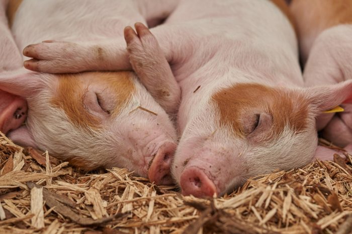 Keeping Livestock In The Yard May Help Your Baby’s Immune System