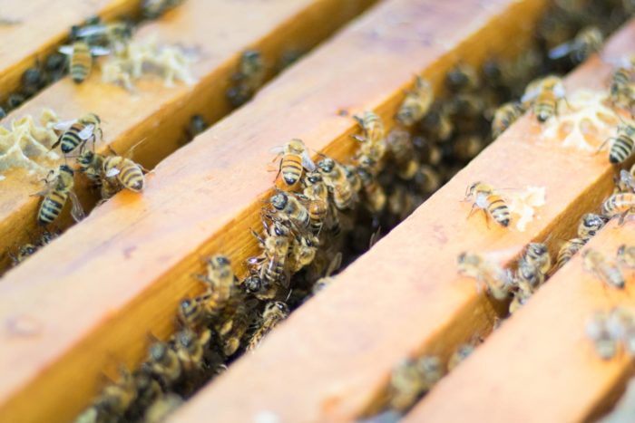 ‘Intensive’ Beekeeping Not to Blame for Common Bee Diseases