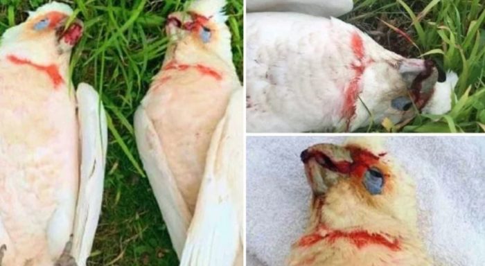 Dozens of Birds Fall From Sky Shrieking and Bleeding From Eyes in Mass Death Mystery