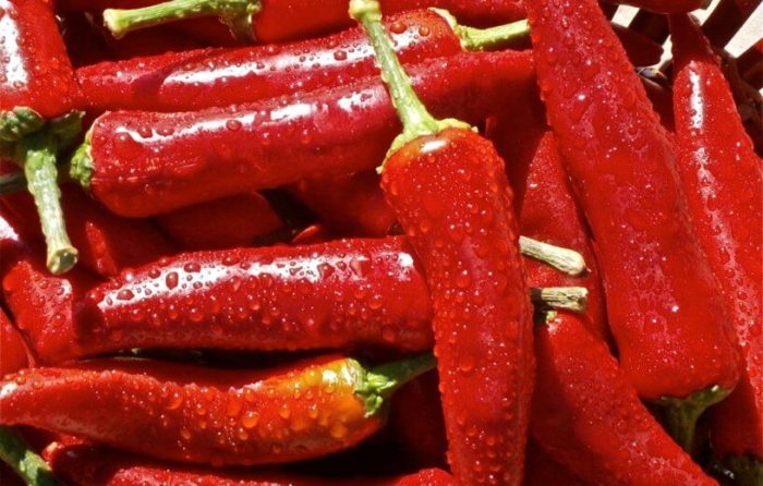 Some Like It Hot: Study Finds Chili Peppers May Slow Lung Cancer Development