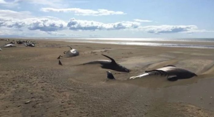 Dozens of Pilot Whales Mysteriously Found Dead on Remote Beach in Iceland