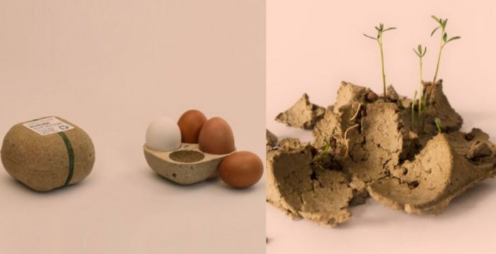 You Can Plant This Egg Carton After You Use The Eggs