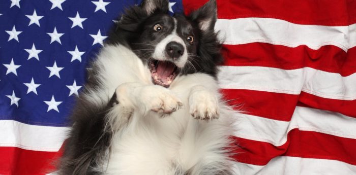 Every Dog Has Its Day, But It’s Not The Fourth of July