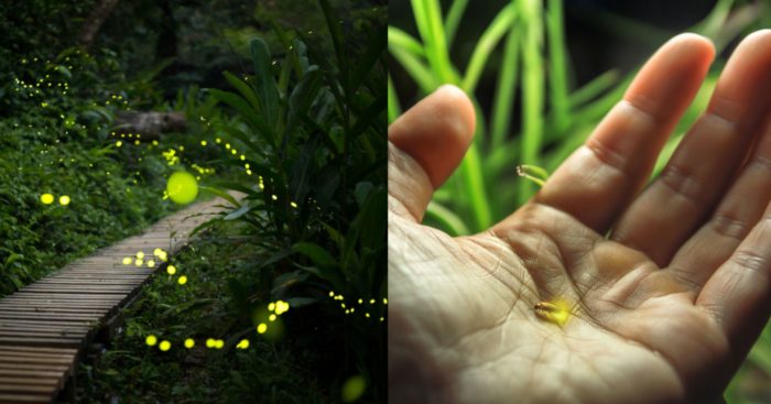Scientists Warn That 2,000 Firefly Species Are Facing Extinction
