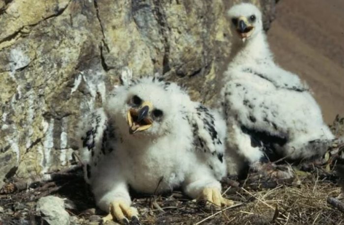 Golden Eagle Chicks Found in Santa Monica Mountains for the First Time in 30 Years