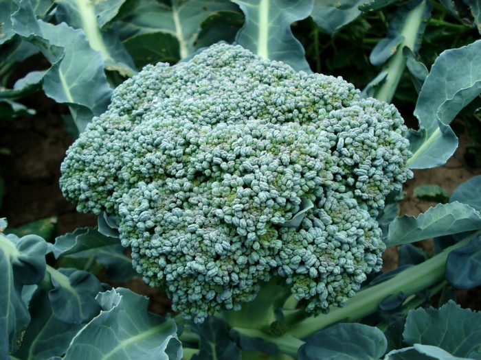 Organic Pest Control for Broccoli: Use Garlic and Other Essential Oils