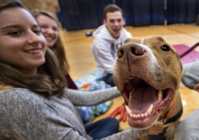 Petting Dogs or Cats For 10 Minutes Significantly Reduces Stress, New Study Finds