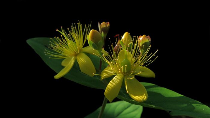 St. John’s Wort Herbal Tincture: For Mood Balance and a More Positive Outlook