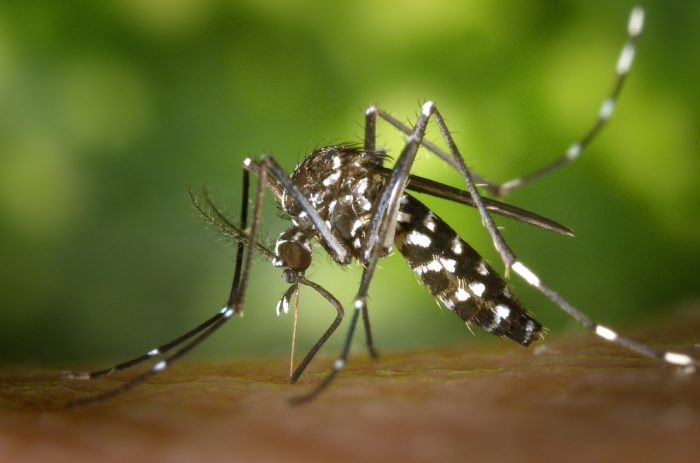 A Rare Virus Spread by Mosquitoes Can Change Your Personality — and It’s Just Been Found in 5 States