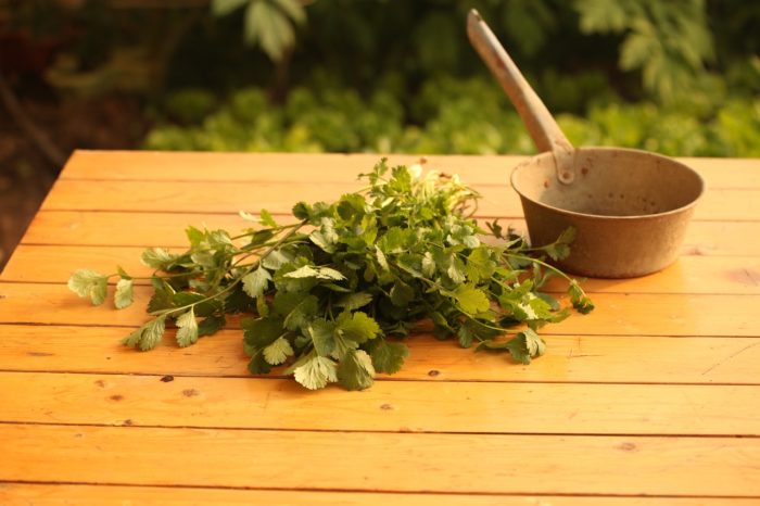 Cilantro: How This Versatile Herb Could Be a Lifesaver in an Emergency