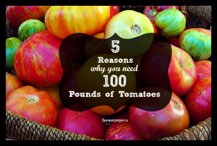 5 Reasons Why You Need 100 Pounds of Tomatoes