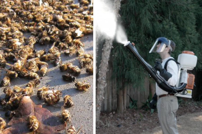 Bolsonaro Greenlights New Pesticides Even as Advocates Mourn Half Billion Dead Bees in Brazil