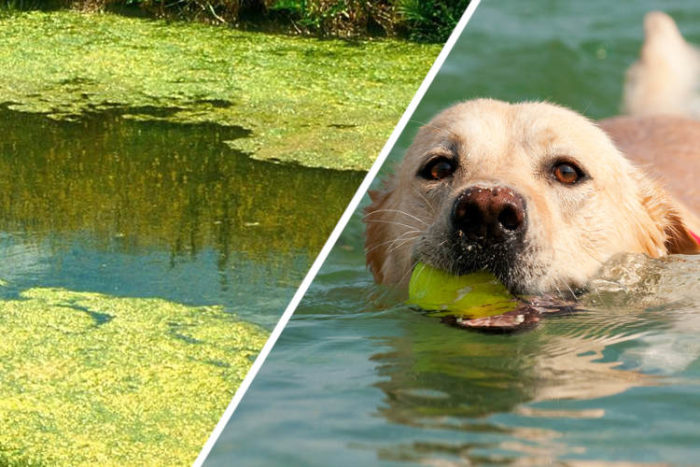 Dogs Are Dying From Toxic Algae in Lakes and Ponds