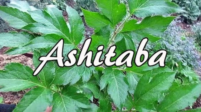 Ashitaba Is a Huge Superfood!