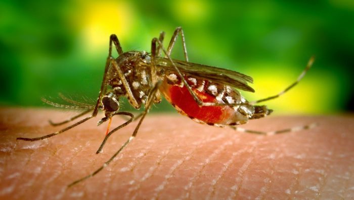 Dengue Fever—Simple, Safe Treatment