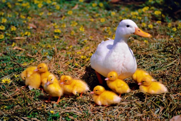 How to Prepare Your Flock of Ducks For Winter