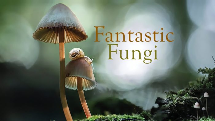 Film: Mushrooms Heal You and the Planet!