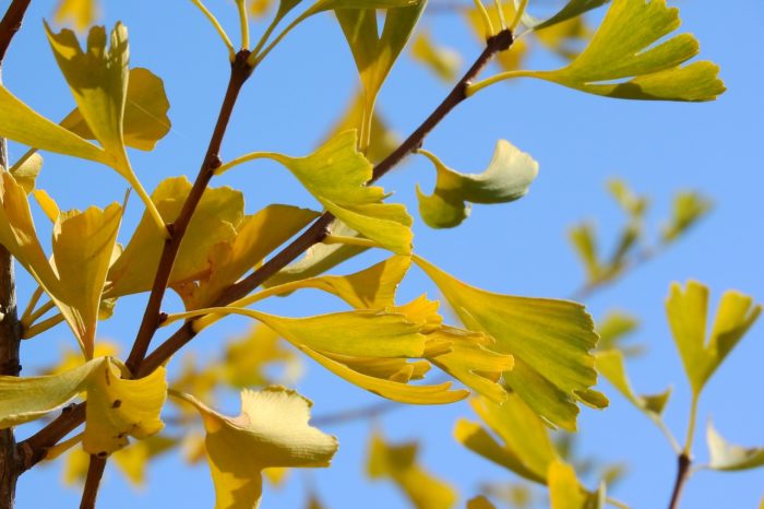 Ginkgo Biloba May Aid in Treating Type 2 Diabetes