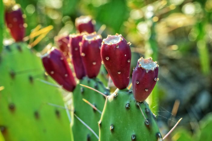 Prickly Pear Is On Trend – And The Science Backs Its Applications