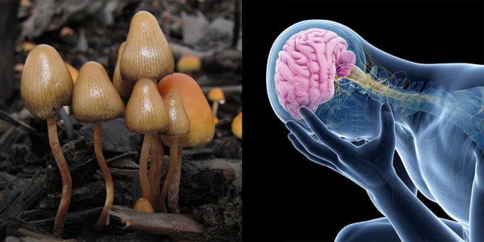 Study Suggests Psilocybin Can “Reset” The Brains Of Depressed People