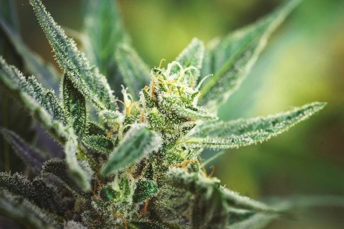 Not Just CBD – Cannabis Flavonoids Also Show Promise in Fighting Cancer