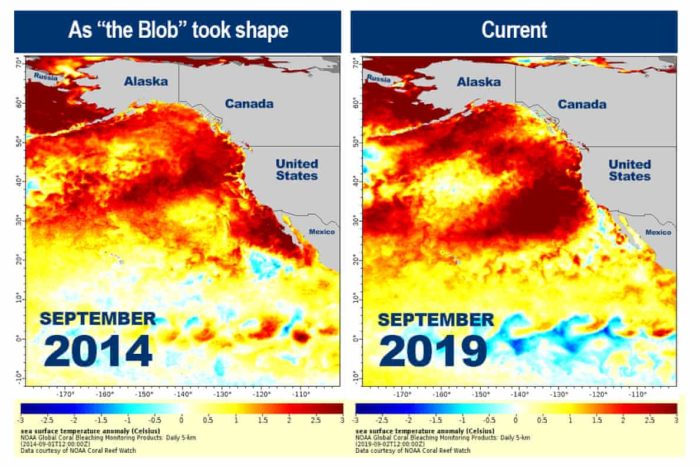Temperatures In The Pacific Ocean Have Shot Up To Dangerous Levels, And Scientists Are Blaming A “Strange Anomaly”
