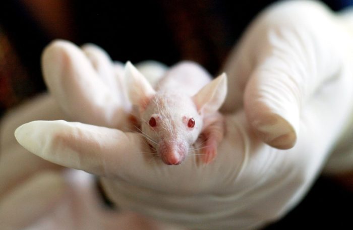 EPA To End Required Animal Tests To Determine Safety of Chemical Products