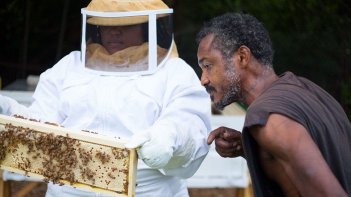 Vacant Lots In Detroit Are Being Transformed Into Bee Farms