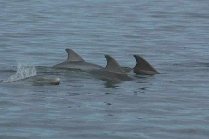 Antibiotic Resistance Surges in Dolphins, Mirroring Humans