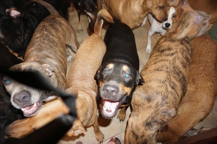 Woman Rescues Nearly 100 Dogs In The Bahamas During Hurricane Dorian