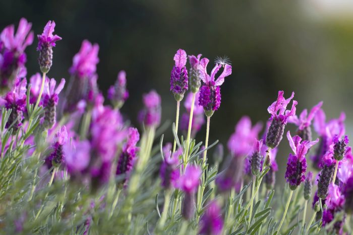 Study Confirms How Common Natural Herbal Remedies Treat High Blood Pressure