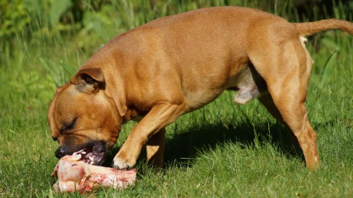 Feeding Dogs and Cats Raw Food Diet Rarely Causes Infections