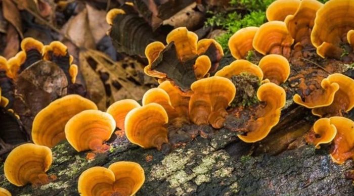 Reishi Mushrooms Proven for Fibromyalgia Pain Relief in Human Study
